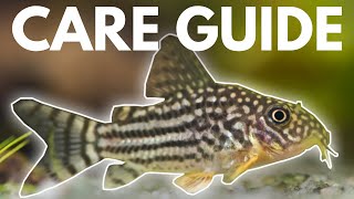 How to Care for Corydoras Catfish Beginner Guide [upl. by Eniala]