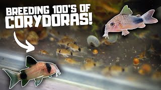 Breeding HUNDREDS of Corydoras in the Fish Room [upl. by Nicoli]