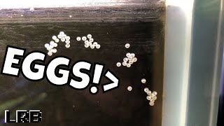 WHAT DO I DO MY Corydoras Cory Cats LAID EGGS [upl. by Shurlock421]