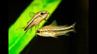 Corydoras Pygmaeus My experience with Pygmy Corys [upl. by Gildus]