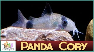 All About Panda Corydoras  Small Gentle and Seriously Cute Catfish [upl. by Etnuahc]