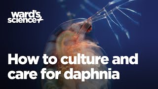 Caring and Culturing for Daphnia [upl. by Eriam]