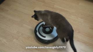 Cat shows HOW TO use iRobot Roomba Vacuum [upl. by Panther]