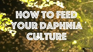 How To Feed Your Daphnia Culture [upl. by Hughett]