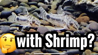 Pygmy Corydorus with Shrimp 10 gallon [upl. by Aneroc581]