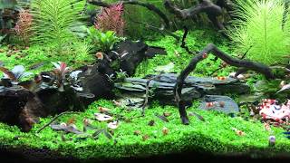 CORYDORAS PYGMAEUS SCHOOL [upl. by Norris429]