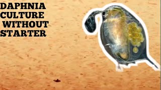 HOW TO CULTURE DAPHNIA NATURALLY WITHOUT A STARTER [upl. by Norrv]