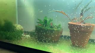 Daphnia Culturing Snails or no snails [upl. by Eelyma142]