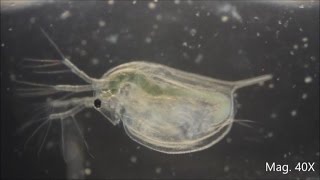 Daphnia magna under the Microscope [upl. by Yllime]