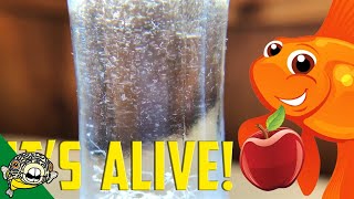 How to culture Vinegar Eels The EASY Way Live Fish Food [upl. by Steven]