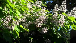 148 CATALPA Tree [upl. by Combe99]