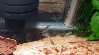 HOW TO BREED PYGMY CORYS PART 2 [upl. by Nale453]