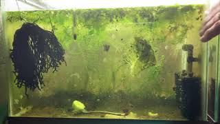 Scuds Daphnia Cherry Shrimp Copepods My aquatic food culture [upl. by Kali]