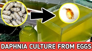 HOW TO HATCH DAPHNIA EGGS  HOW TO CULTURE DAPHNIA [upl. by Ahsiener]