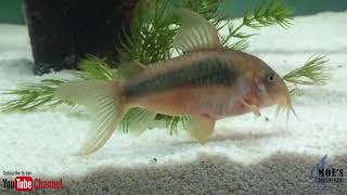 How to Care for Corydoras Eggs and fry [upl. by Yruoc]