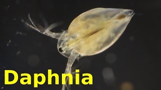 Daphnia [upl. by Reyam928]