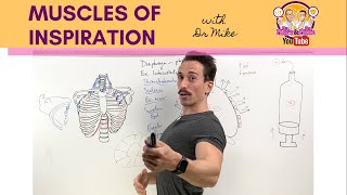 Muscles of Breathing  InspirationInhalation [upl. by Pigeon526]