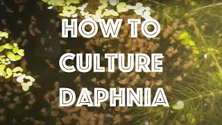 How To Culture Daphnia Magna [upl. by Pickard]