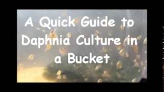 How to culture daphnia outside [upl. by Langsdon]