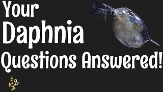 Daphnia Questions Answered [upl. by Cordell]