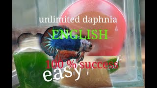 daphnia moina culture Easy way Unlimited production English  with sub Green water Chlorella [upl. by Tihom]