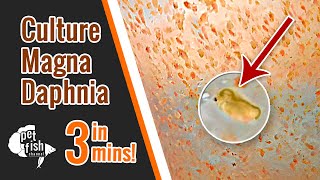 How to culture DAPHNIA MAGNA  The easy way [upl. by Hitt]