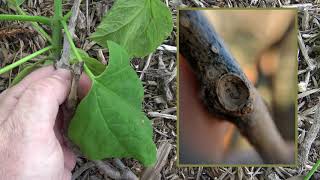 Identifying northern catalpa [upl. by Toor]