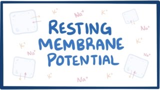 Resting membrane potential  definition examples [upl. by Brentt]