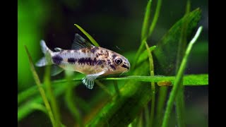 Pygmy Cory Catfish Salt and Pepper or “Corydoras Habrosus” KIRYSEK MALUTKI [upl. by Caundra]