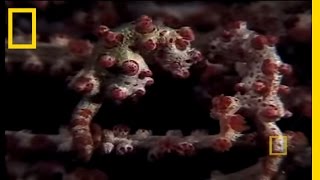 Pygmy Seahorses  National Geographic [upl. by Collayer98]