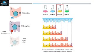 DNA Sequencing By Sanger Method [upl. by Eillek]