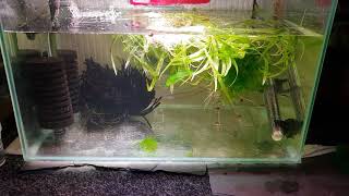 HOW TO BREED PYGMY CORYDORAS [upl. by Plusch181]