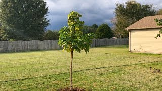 The Catalpa Tree [upl. by Anidem]