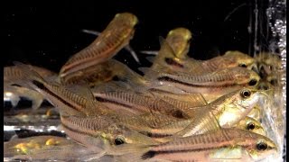 Corydoras pygmaeus The Pygmy Cory Species Spotlight [upl. by Allain875]