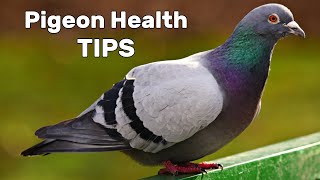 Pigeon Diseases and Treatment [upl. by Teirrah182]