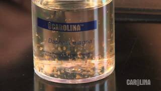 How to Care for Daphnia [upl. by Nilahs491]