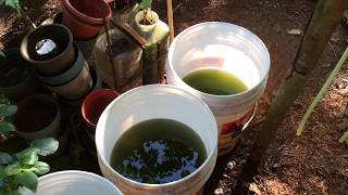 How to grow Green Water Algae [upl. by Einre697]