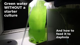 Green Water WITHOUT a Starter Culture  From Scratch  How To [upl. by Lurline]