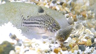 How I Bred Corydoras At Home Trilineatus  False Julii [upl. by Etiragram]