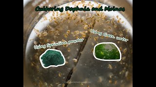 How To Culture Daphnia and Moinas using Green Water Spirulina powder [upl. by Lenahs925]