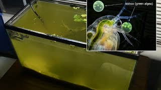 Raising Daphnia for the Freshwater Aquarium [upl. by Obediah]