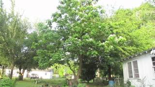 Eastern North American Native Catalpa Tree [upl. by Groome]