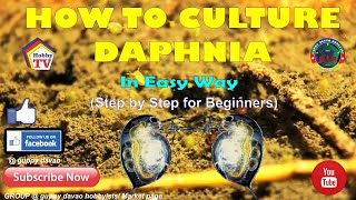 HOW TO CULTURE DAPHNIA In Easy Way [upl. by Sorcha]